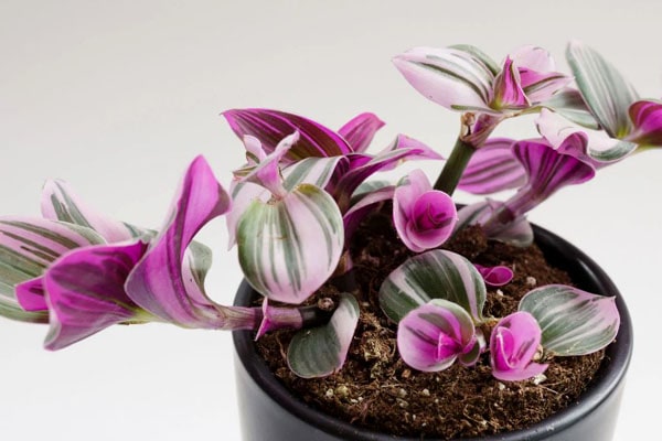 برگ بیدی بنفش